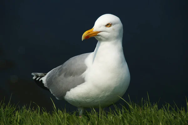 Silbermöwe Wurde Mai 2006 Auf Helgoland Erschaffen Minolta5D Tamron18 200 — Stockfoto