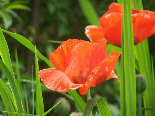 Field Flora Poppy Glower Botany Concept — Stock Photo, Image