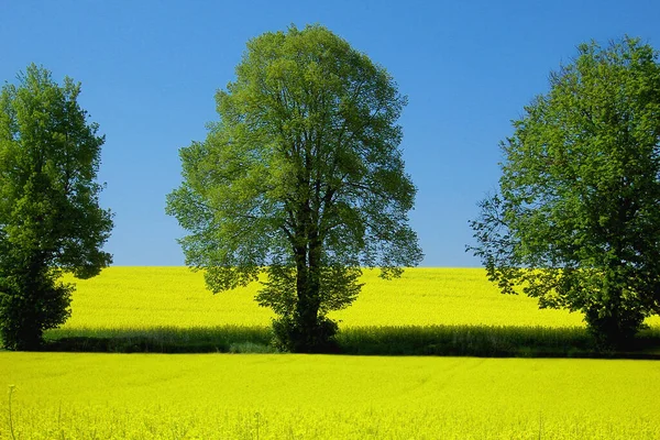 Trees Yellow Sea — Stock Photo, Image