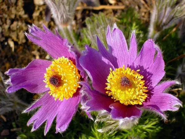 Mooi Botanisch Schot Natuurlijk Behang — Stockfoto