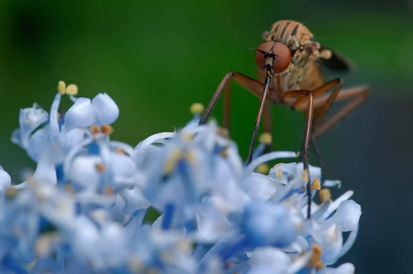 Closeup Του Bug Στην Άγρια Φύση — Φωτογραφία Αρχείου