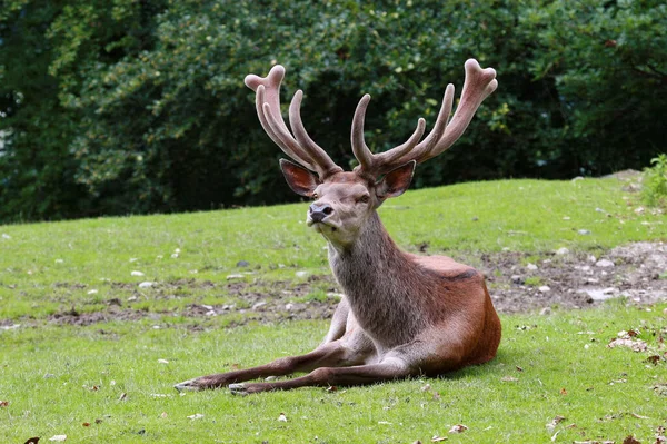 Zelfs Een Grote Man Heeft Een Pauze Nodig — Stockfoto