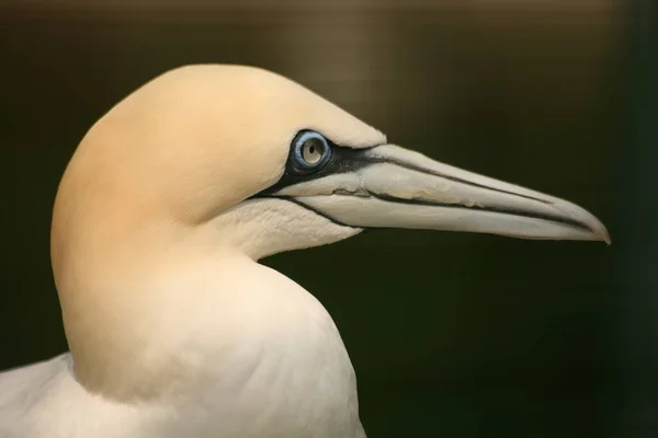 Вид Красивую Птицу Природе — стоковое фото