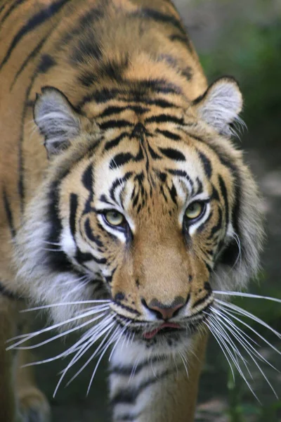 Animal Tigre Listrado Predador Selvagem — Fotografia de Stock