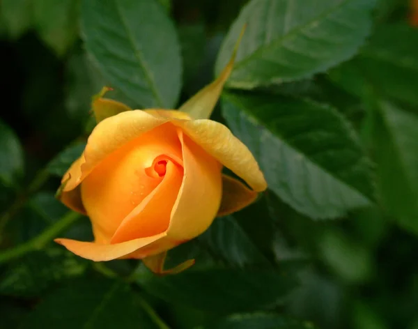 Flores Rosas Pétalos Flora Romántica — Foto de Stock