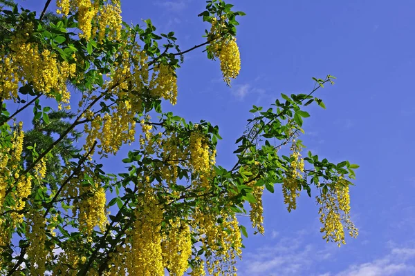 Folhas Amarelas Árvore — Fotografia de Stock