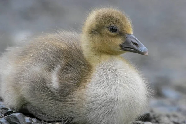 Poulets Oie Grise — Photo