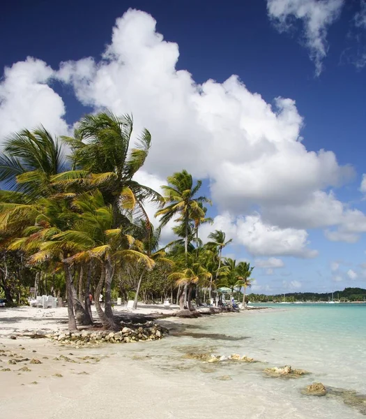 Caribisch Uitzicht Het Strand Overdag — Stockfoto