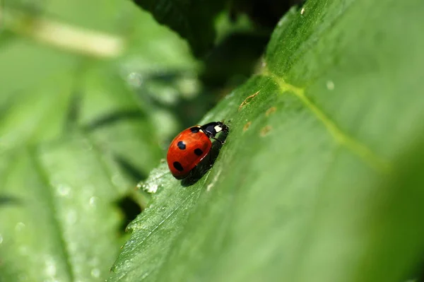 Close Bug Natureza Selvagem — Fotografia de Stock