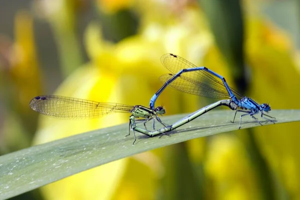 Dragonfly Flower — Stock Photo, Image