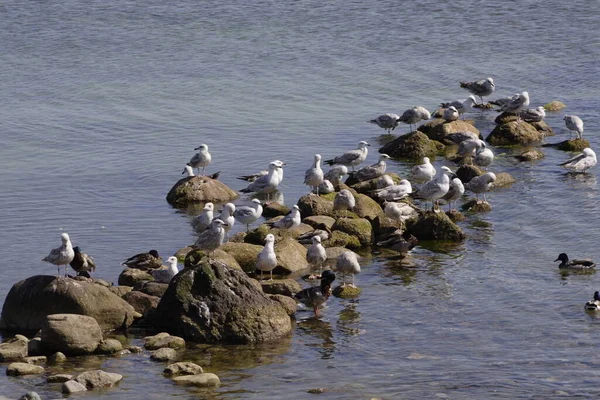 Seagulls Stones — Stock Photo, Image
