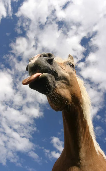 Caballos Aire Libre Durante Día — Foto de Stock