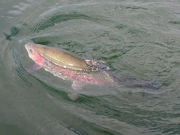 Capital Salmon Trout Fishing Lake Brunsbek Yielded Length Weight Kilograms — Stock Photo, Image