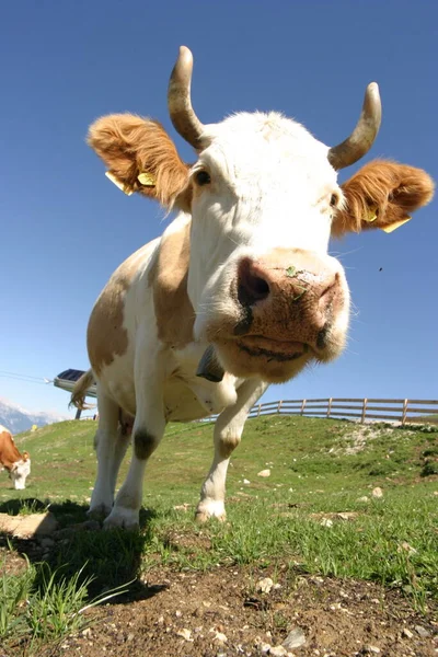 Portré Fiatal Szőke Lány — Stock Fotó