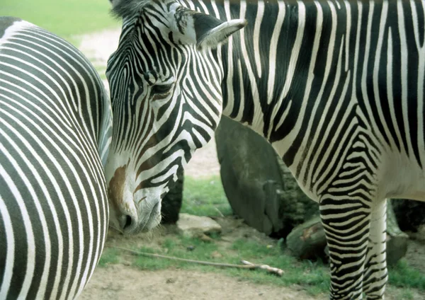 Zebras Africanas Zebra Animais Listras Pretas Brancas — Fotografia de Stock