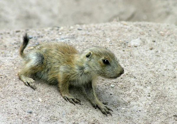 Prateria Cane Animali Selvatici Genere Cynomys Criceto — Foto Stock