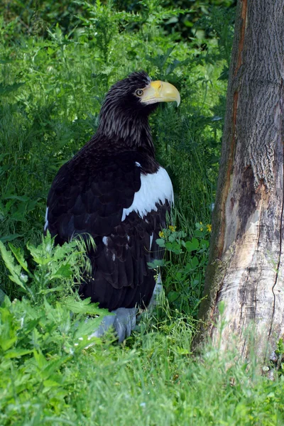 Aussichtsreiche Aussicht Auf Schöne Vögel Der Natur — Stockfoto