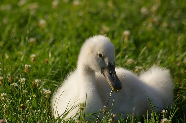 Scenic View Majestic Swan Nature — Stock Photo, Image