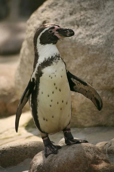 フンボルトペンギン動物動物 — ストック写真