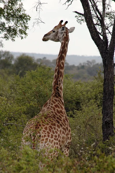 Žirafa Zvíře Foto Přírodě Volně Žijících Živočichů — Stock fotografie
