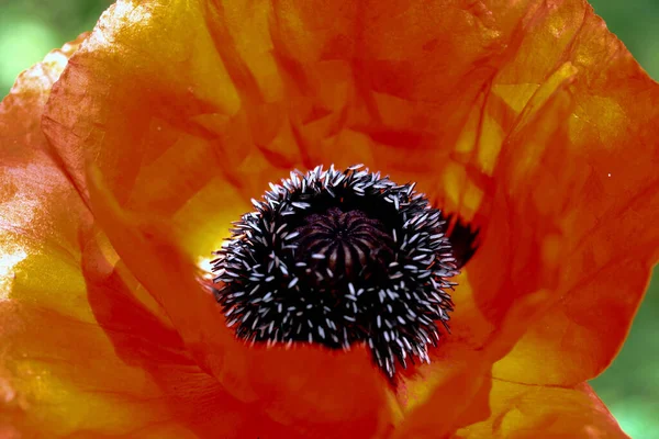 Poppy Flores Cápsulas Flora — Fotografia de Stock