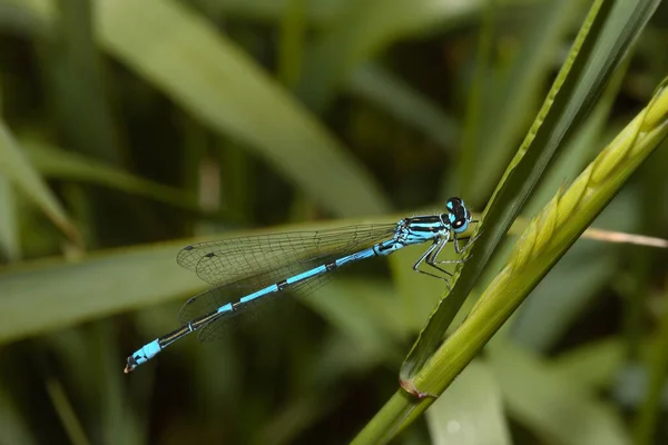 Libelleninsekt Odonata Und Fauna — Stockfoto