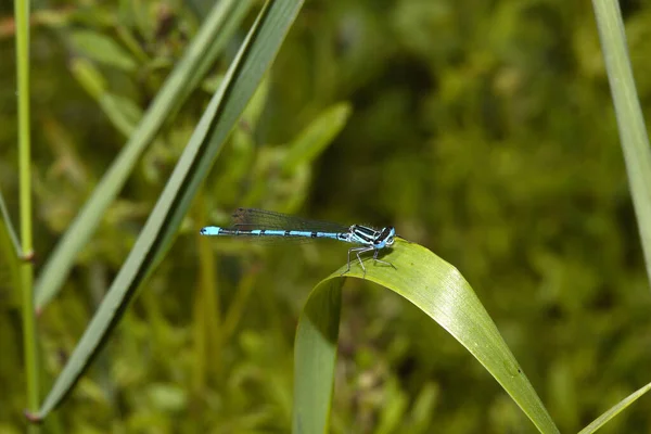 Libellen Insecten Flora Fauna — Stockfoto