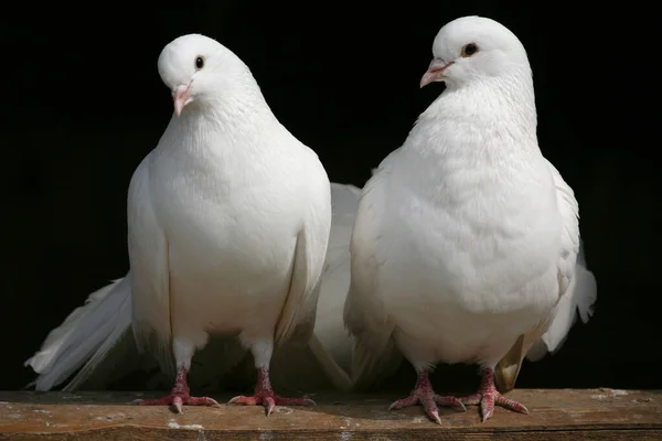 Weiße Tauben — Stockfoto