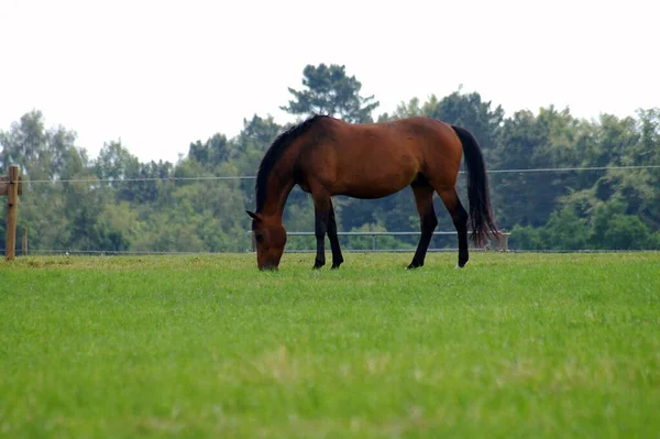 Hästar Utomhus Dagen — Stockfoto