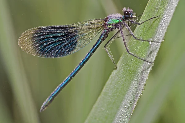 Dragonfly Insect Odonata Fauna — Stock Photo, Image