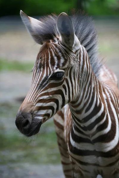 Potret Foal Grantzebra — Stok Foto