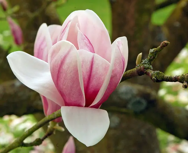 Springtime Magnolia Blossom Flower Petals — Stock Photo, Image