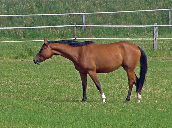 Hästar Utomhus Dagen — Stockfoto