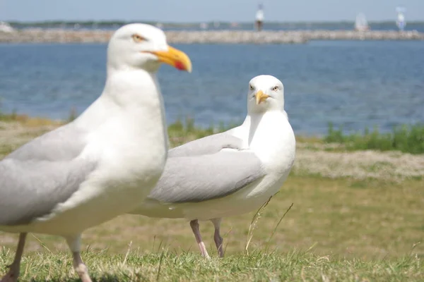 Zwei Möwen Schauen Einander — Stockfoto