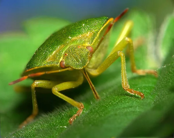 Green Stink Bug One Most Common Tree Bugs Our City — Stock Photo, Image