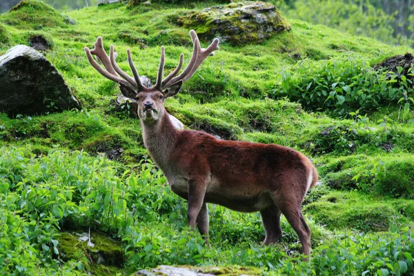 Cerfs Nature Faune — Photo