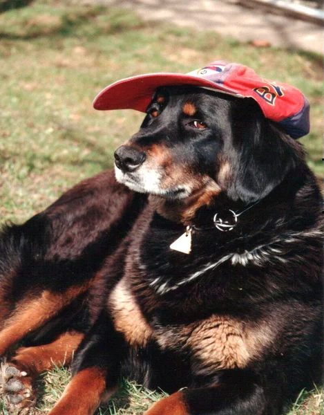 Meu Cão Pastor Tibetano Esfrie Como Sempre — Fotografia de Stock