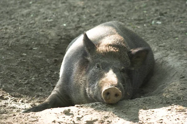 Eine Große Robbe Zoo — Stockfoto