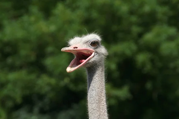 Schilderachtig Uitzicht Prachtige Vogel Natuur — Stockfoto