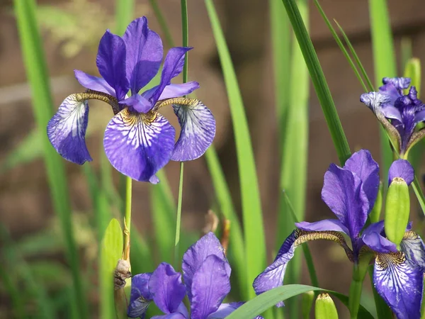 Sorge Pianta Fiori Flora — Foto Stock