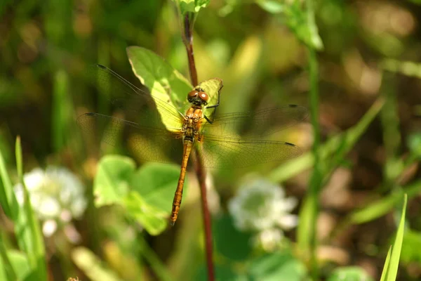 Insecto Libélula Odonata Fauna — Foto de Stock