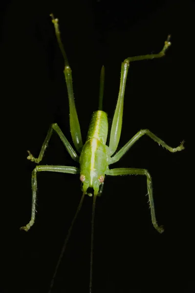 Vista Macro Primer Plano Del Insecto Saltamontes —  Fotos de Stock