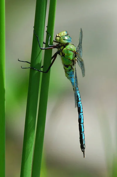 500Mm 320 Iso 200でシグマ50 500Mmで記録されたAnax Imperator Grugapark Essenのフリーハンド — ストック写真