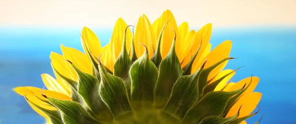 Pétalos Girasol Flora Amarilla —  Fotos de Stock