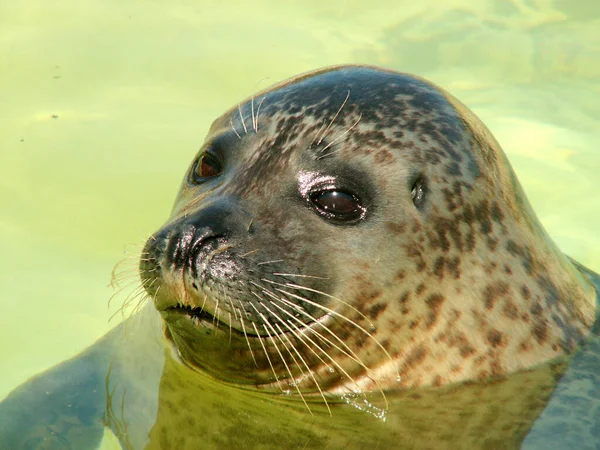 Zeehond Kop Van Een Zeeleeuw — Stockfoto