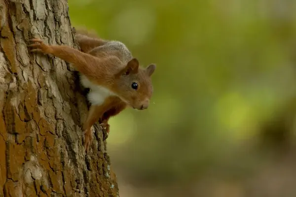 Motivo Grato Piccoli Roditori Carini — Foto Stock