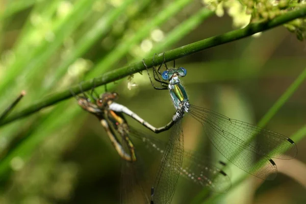 Nahaufnahme Von Wanzen Der Wilden Natur — Stockfoto