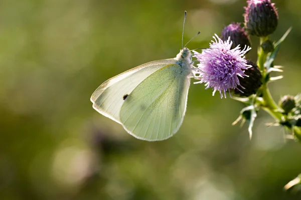 Mariposa Blanca Col Grande Sobre Flor — Foto de Stock
