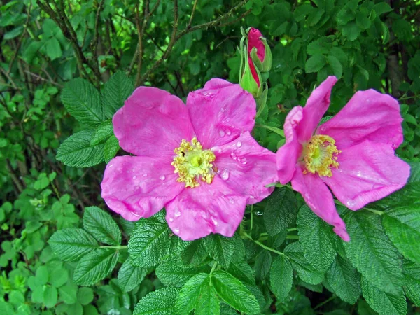 Petali Fiori Rosa Flora Romantica — Foto Stock