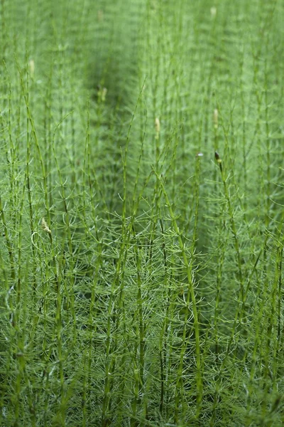 Beautiful Botanical Shot Natural Wallpaper Stock Photo